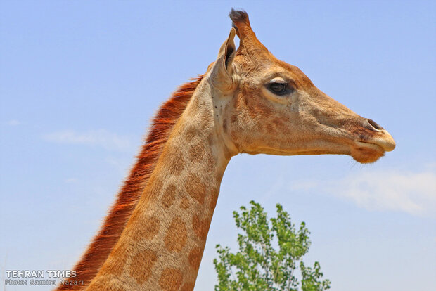 Experience wildlife in safe, friendly and educational environment near Tehran