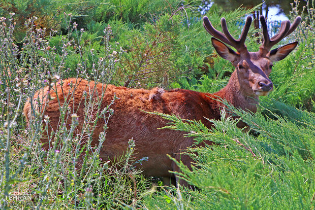 Experience wildlife in safe, friendly and educational environment near Tehran