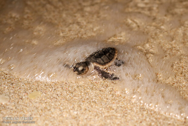 Newly-hatched baby turtles make their ways to the Persian Gulf 