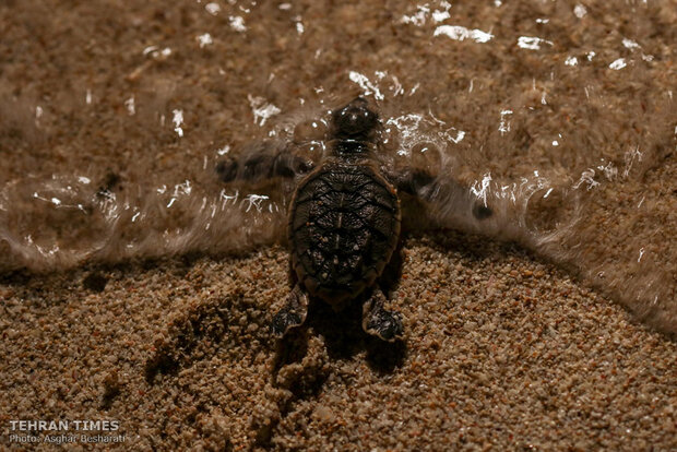 Newly-hatched baby turtles make their ways to the Persian Gulf 