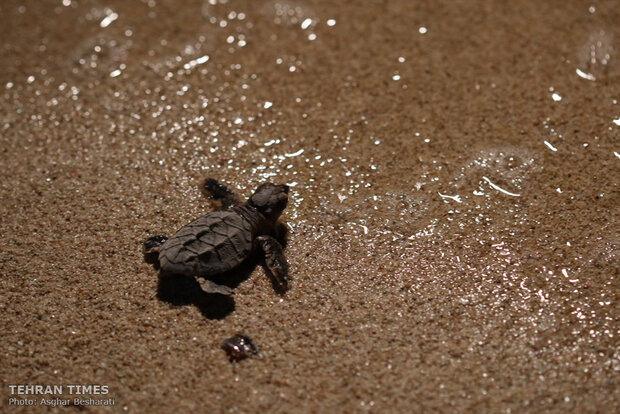 Newly-hatched baby turtles make their ways to the Persian Gulf 