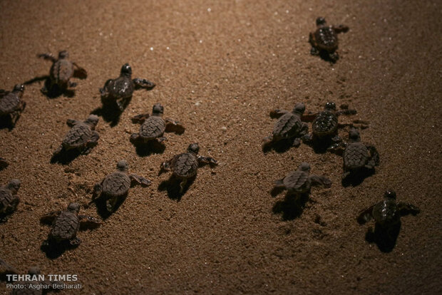 Newly-hatched baby turtles make their ways to the Persian Gulf 