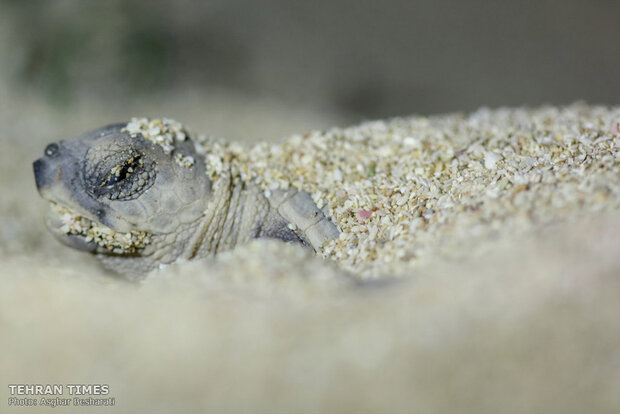 Newly-hatched baby turtles make their ways to the Persian Gulf 