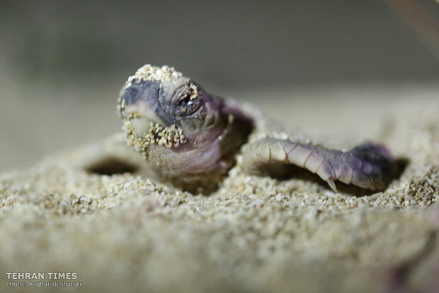 Newly-hatched baby turtles make their ways to the Persian Gulf 