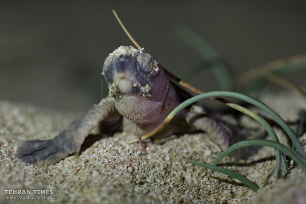 Newly-hatched baby turtles make their ways to the Persian Gulf 