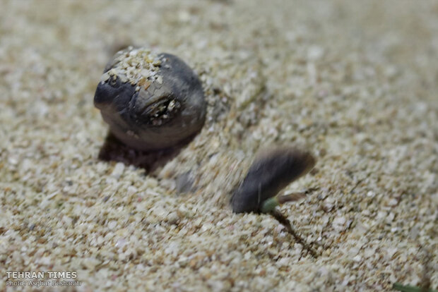 Newly-hatched baby turtles make their ways to the Persian Gulf 