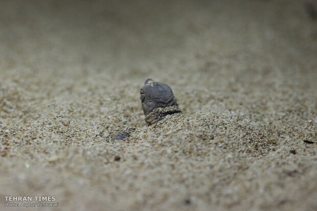 Newly-hatched baby turtles make their ways to the Persian Gulf 