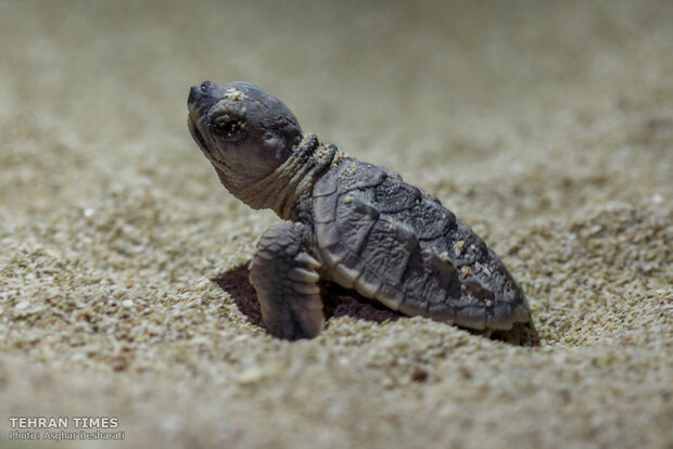 Newly-hatched baby turtles make their ways to the Persian Gulf 