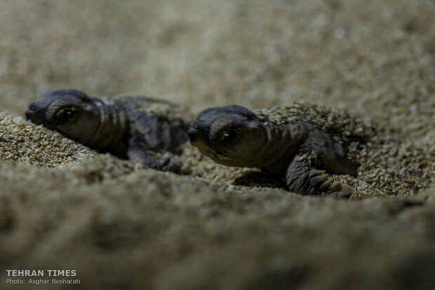 Newly-hatched baby turtles make their ways to the Persian Gulf 