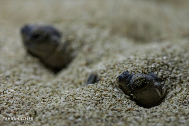 Newly-hatched baby turtles make their ways to the Persian Gulf 