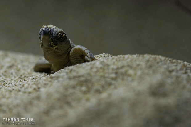 Newly-hatched baby turtles make their ways to the Persian Gulf 