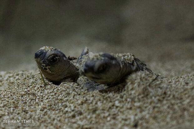 Newly-hatched baby turtles make their ways to the Persian Gulf 