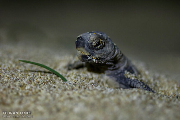 Newly-hatched baby turtles make their ways to the Persian Gulf 