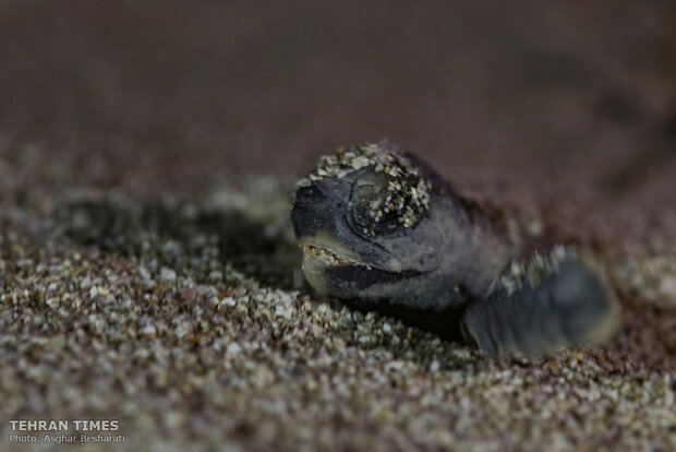 Newly-hatched baby turtles make their ways to the Persian Gulf 