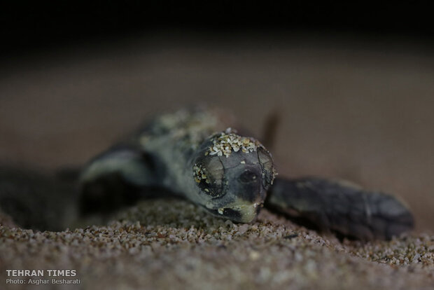 Newly-hatched baby turtles make their ways to the Persian Gulf 