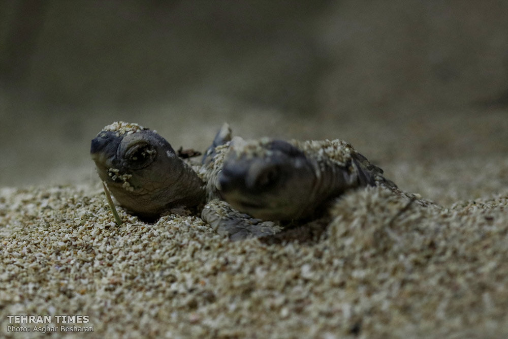 Tehran Times - Newly-hatched baby turtles make their ways to the ...