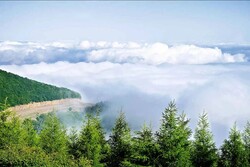 A view of the Abr (“Cloud”) Forest near Shahroud