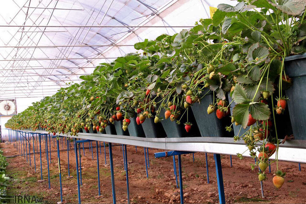 Annual Greenhouse Fruit Vegetable Output Of 5 000 Tons Anticipated Tehran Times