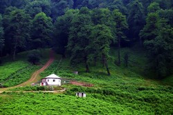 Annual reforestation in Iran twice deforestation
