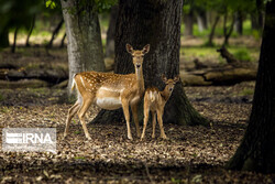 Persian fallow deer breeding site operating in northern Iran