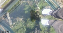Scary but worth visiting: don’t miss glass bridge in Ardebil