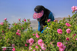 Smell of life: Rose harvest offers jobs to women