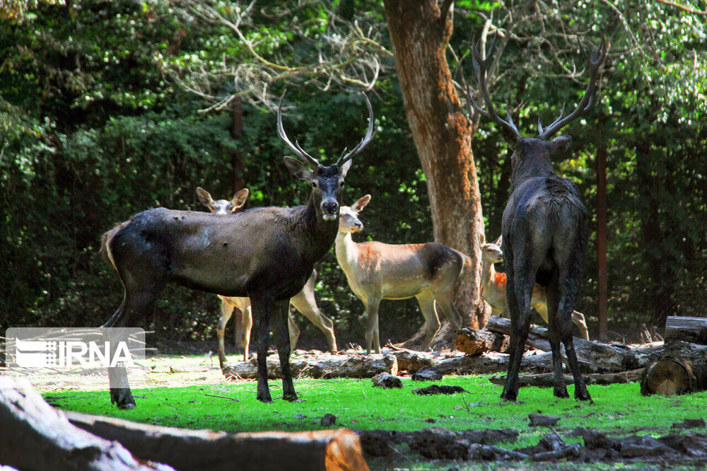 Løse Lagring sagging Endangered red deer population expands in northeastern Iran - Tehran Times