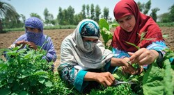 FAO calls for innovative policies in Asia-Pacific to ensure food security amid COVID-19