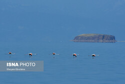 Reviving Lake Urmia hosting large flocks of flamingos