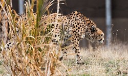 Technology comes to help Asiatic cheetah protection in Iran