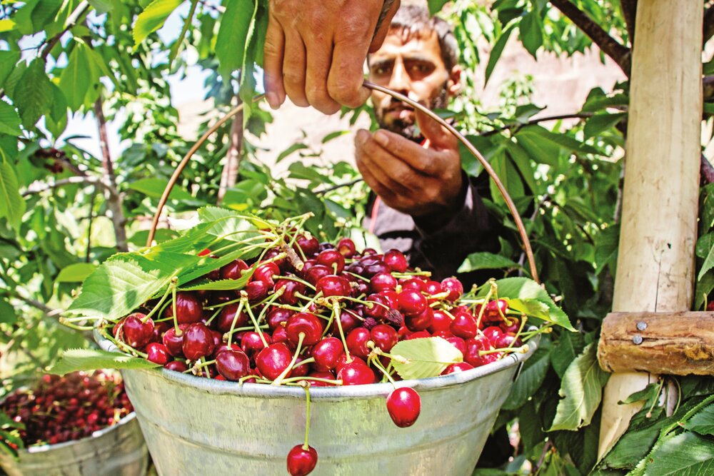 Harvest season brings new life to Iran’s Alamut