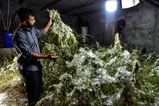 Iranian silkmakers spin a niche to sustain millennia-old industry