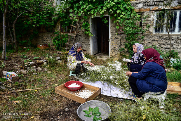 Iranian silkmakers spin a niche to sustain millennia-old industry