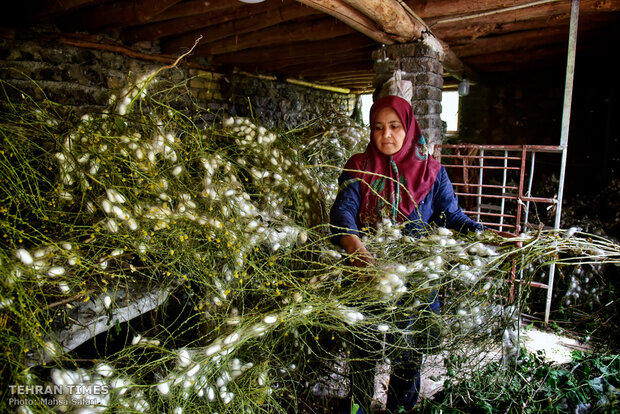 Iranian silkmakers spin a niche to sustain millennia-old industry