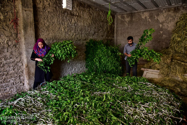 Iranian silkmakers spin a niche to sustain millennia-old industry