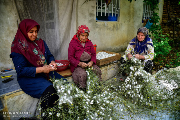 Iranian silkmakers spin a niche to sustain millennia-old industry