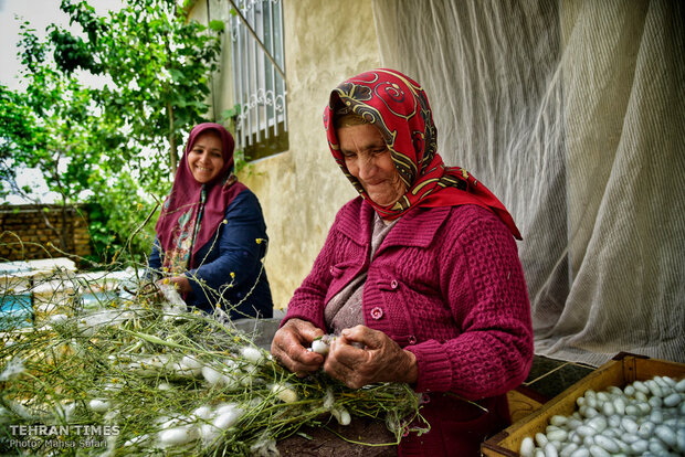 Iranian silkmakers spin a niche to sustain millennia-old industry