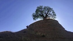 A scene from the short film “The Father of Trees” by Teimur Qaderi.