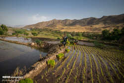 Rice planting commences at paddy fields in Alamut
