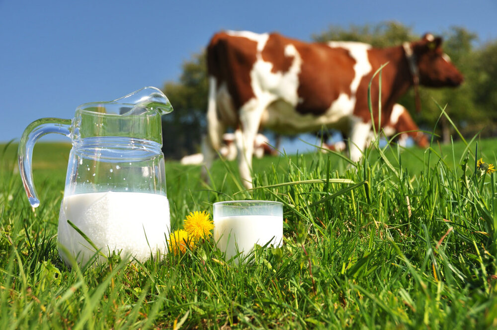 Quarterly cow milk output up 3% - Tehran Times