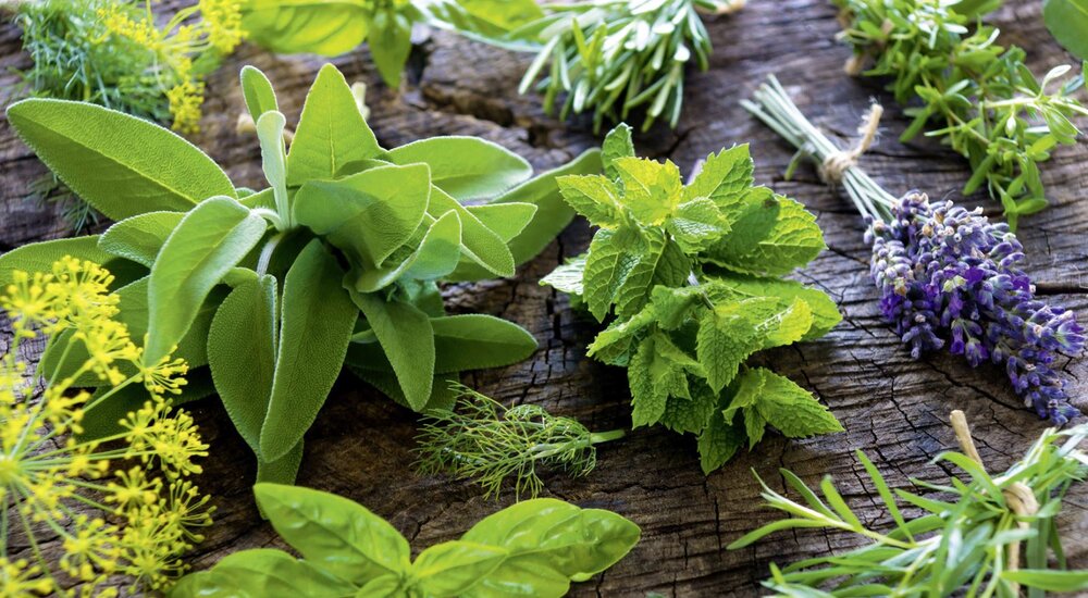 First Nations Traditional Medicinal Plants