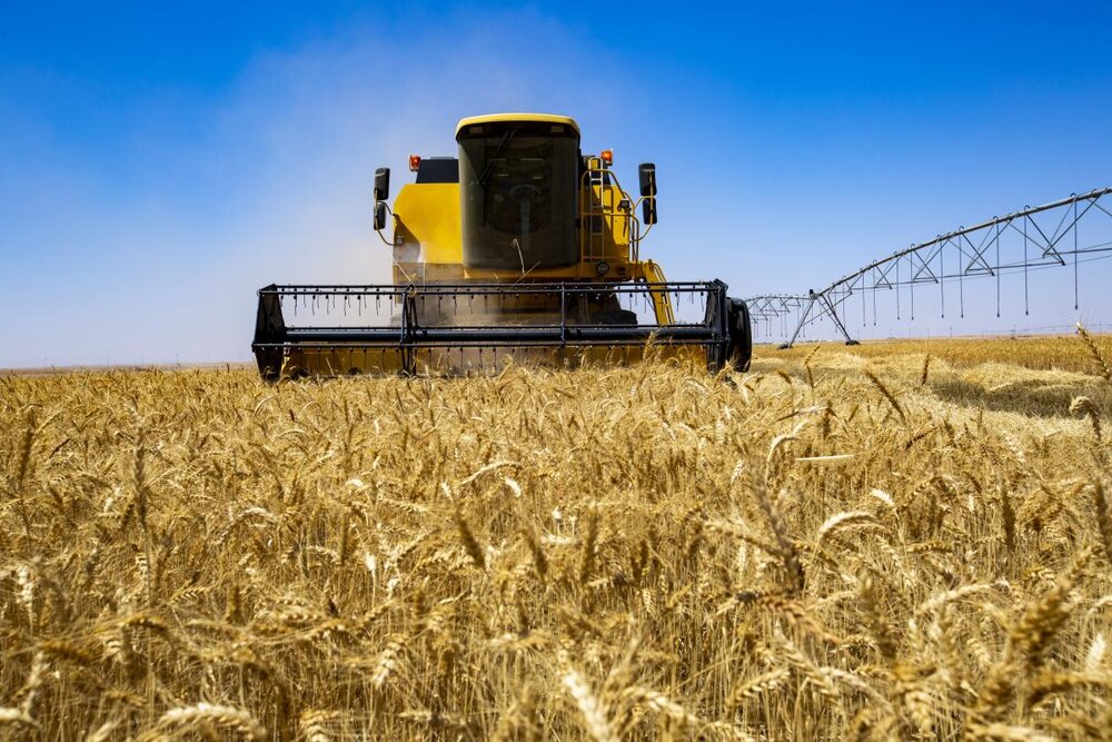 fao-forecasts-slight-increase-in-area-under-wheat-cultivation-in-iran