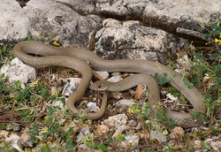 Unique biodiversity: five snake species endemic to Iran