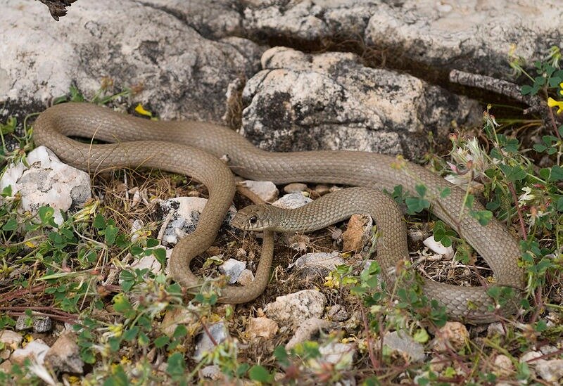 place in iran with lots of snakes