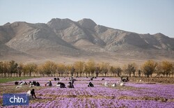 Survey to examine role of saffron in tourism development