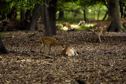 Persian fallow deer breeding in favorable condition
