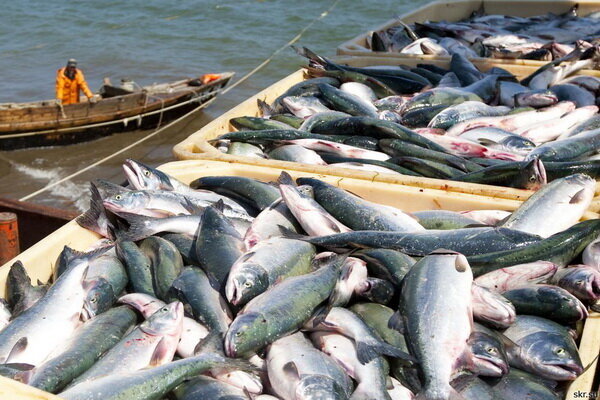 Fishery