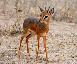A dik-dik which is the world's smallest antelope