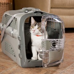 Want to take your pet on your next journey to Iran? Here is what you need to know