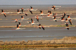 Gavkhouni wetland playing host to migratory flamingos